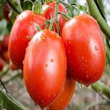 Banglore Tomato