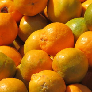 Nagpur Orange